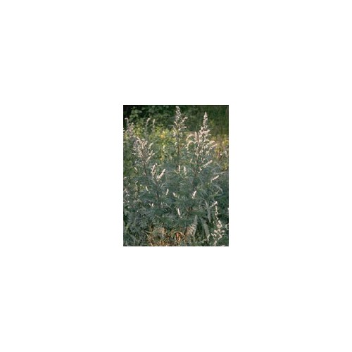 TSA ARTEMISIA VULGARIS 50ML