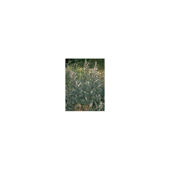 TSA ARTEMISIA VULGARIS 50ML