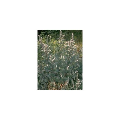 TSA ARTEMISIA VULGARIS 50ML
