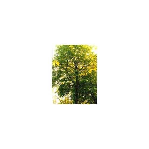 TSA TILIA EUROPEA 50ML