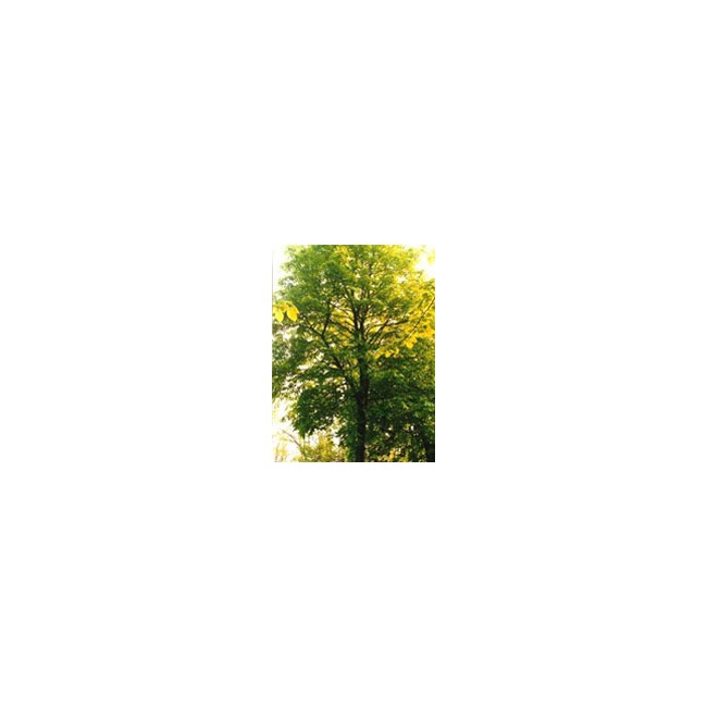 TSA TILIA EUROPEA 50ML