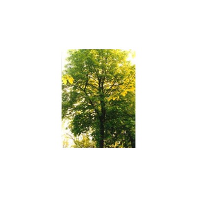 TSA TILIA EUROPEA 50ML